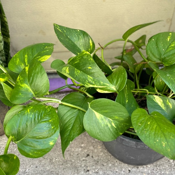 Plants - Picture 5 of 7